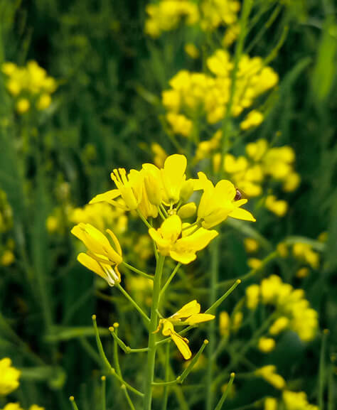 Image of a mustard plant. Image of a mustard plant.